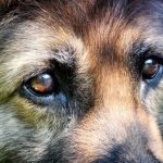 German Shepherd Eye Problems - Image By allergicpet