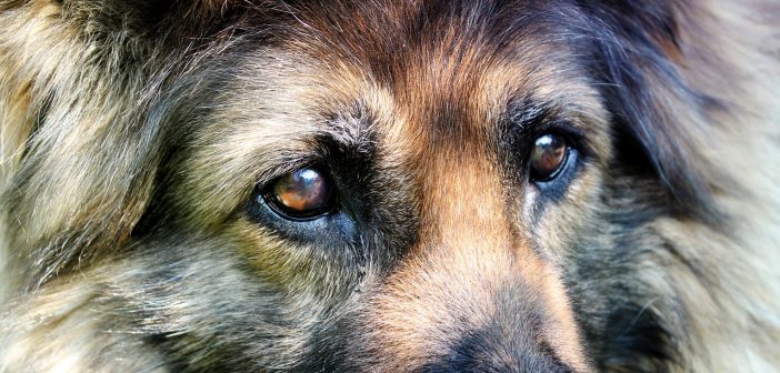 German Shepherd Eye Problems - Image By allergicpet