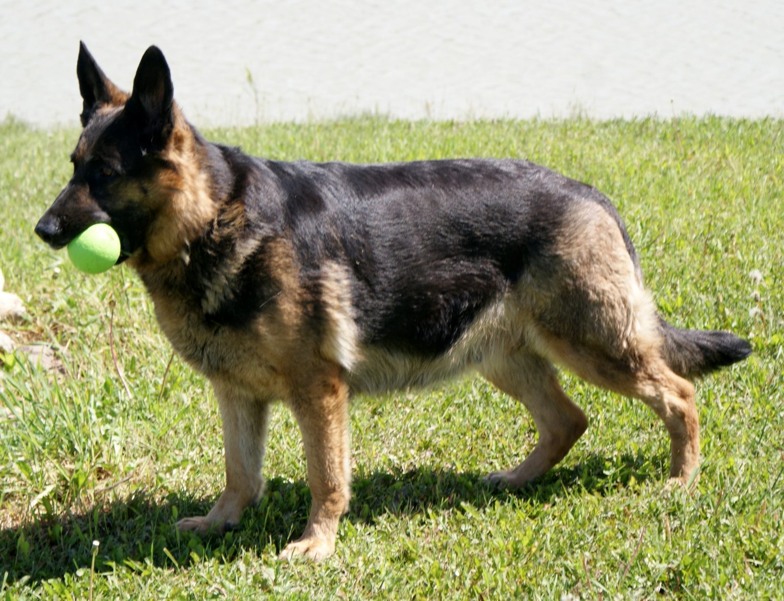 German Shepherd Gestation Period Allgshepherds