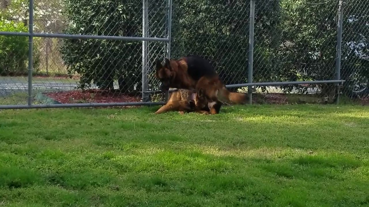 German Shepherd Heat Cycle And First Heat