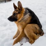 German Shepherd No Neck