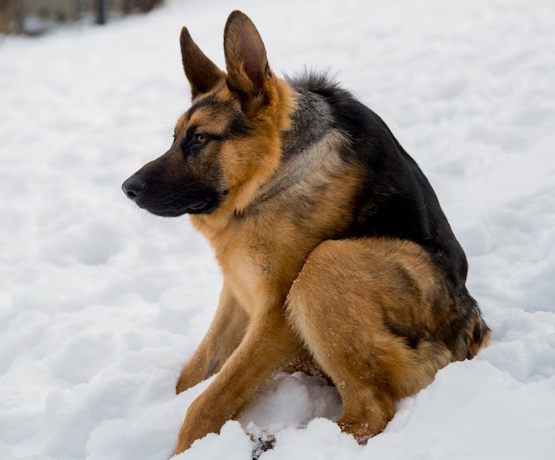 German Shepherd No Neck