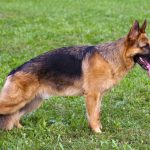 German Shepherd Temperament