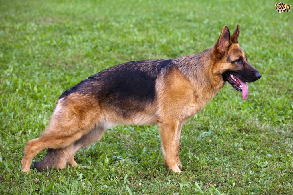 German Shepherd Temperament