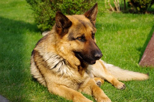 How To Care For A GSD Dog In Gestation Period