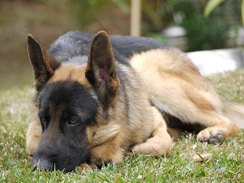 How To Treat German Shepherd Diarrhea