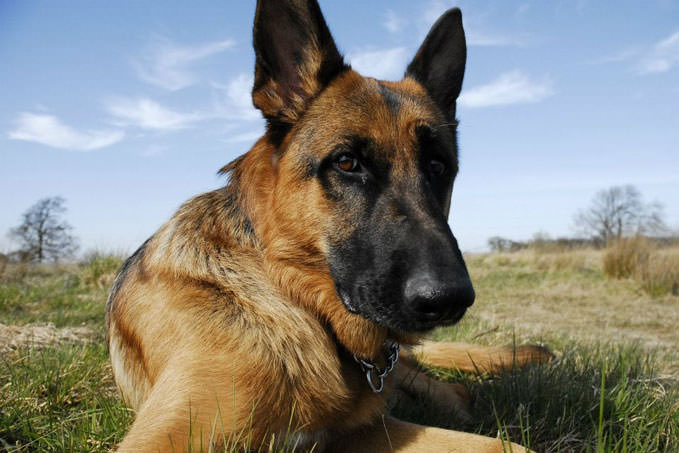 How to Treat German Shepherd Allergies