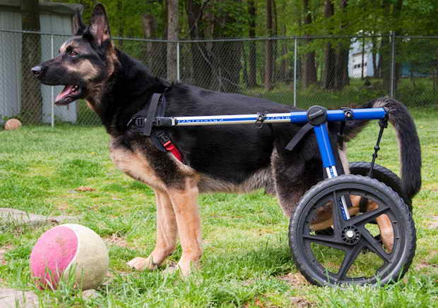 How to Treat German Shepherd Degenerative Myelopathy