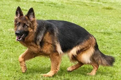 Is Your Female GSD Able To Get Pregnant?