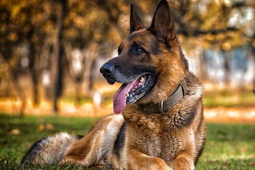 Spay or Neuter a German Shepherd