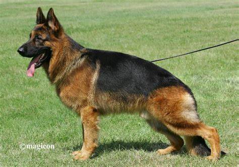 German Shepherd Heat Cycle And First Heat - Allgshepherds