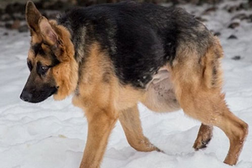 What Is A German Shepherd Short Spine Disorder