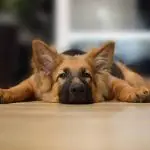 When Should You Spay Or Neuter A German Shepherd - Image By rovepets - Image By rovepets