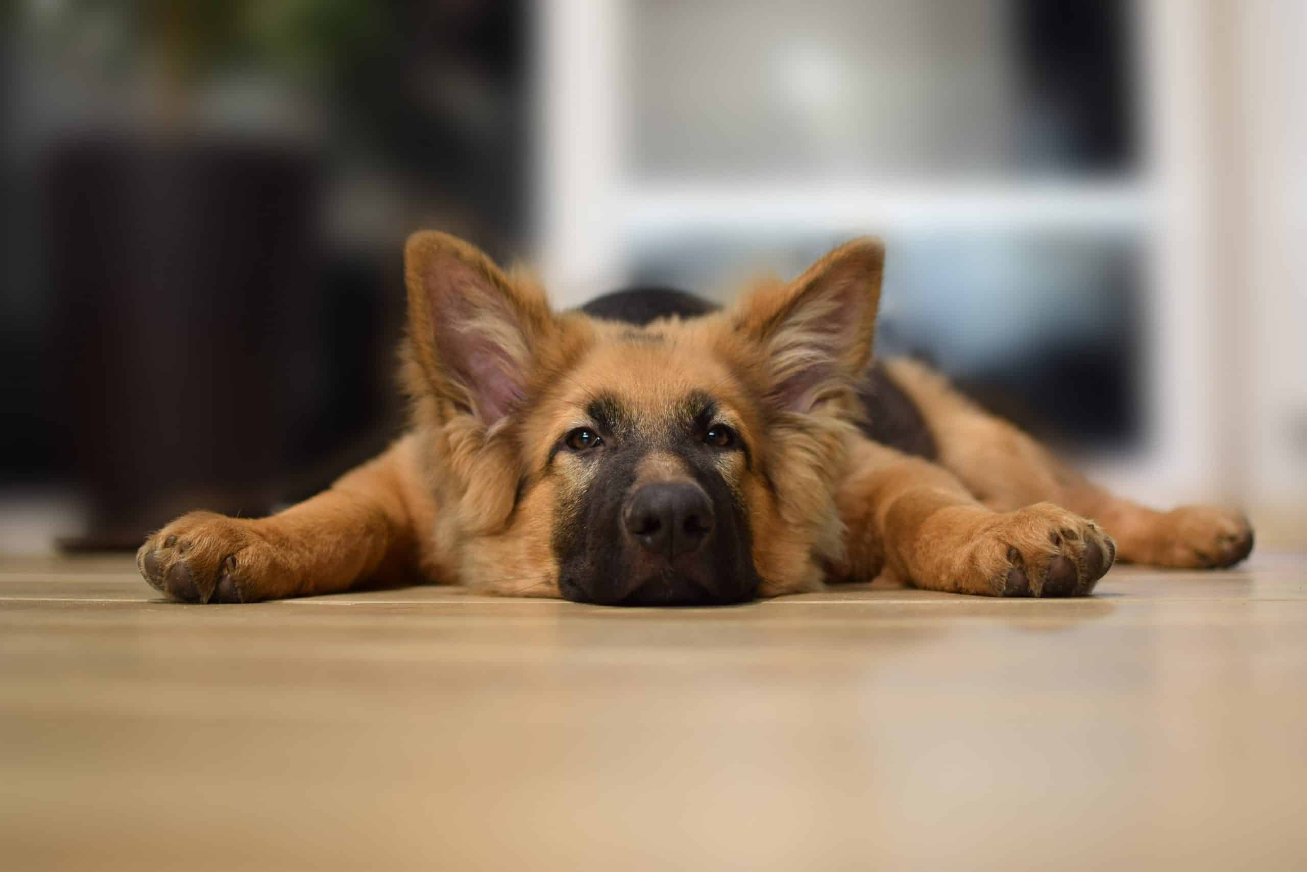 When Should You Spay Or Neuter A German Shepherd - Image By rovepets - Image By rovepets