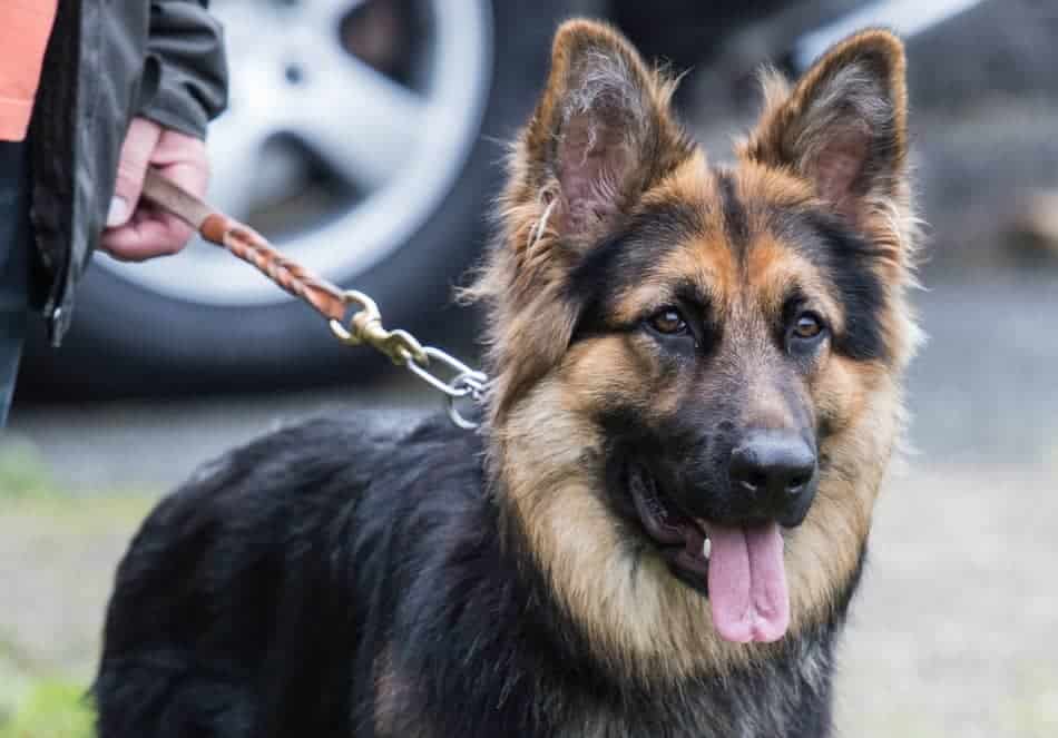 Why Neuter Or Spay A German Shepherd - Image By thegermanshepherder