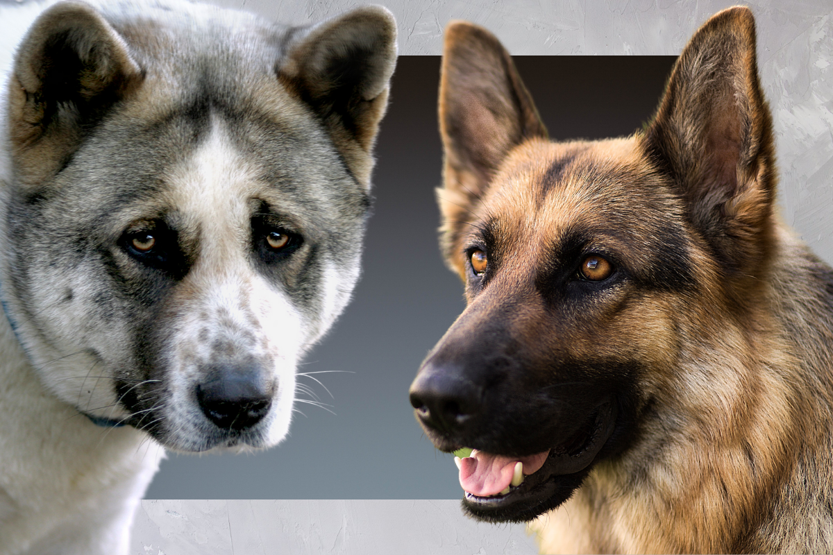 Akita German Shepherd Mix 2021
