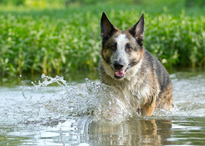 Appearance Of Blue Panda German Shepherds - Image By germanshepherddog