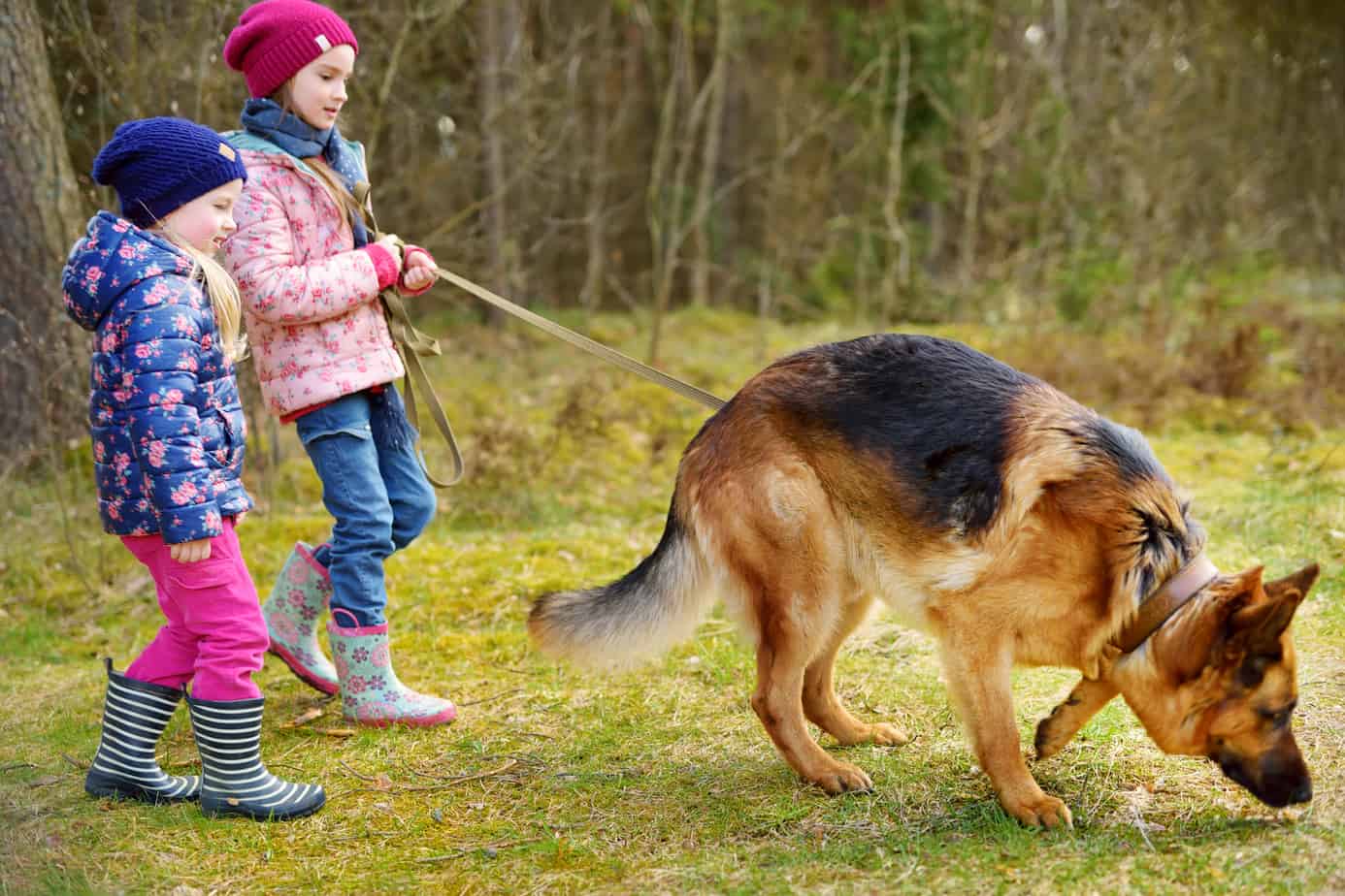 Are German Shepherds Good With Babies