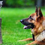 Are German Shepherds Good With Cats 2021