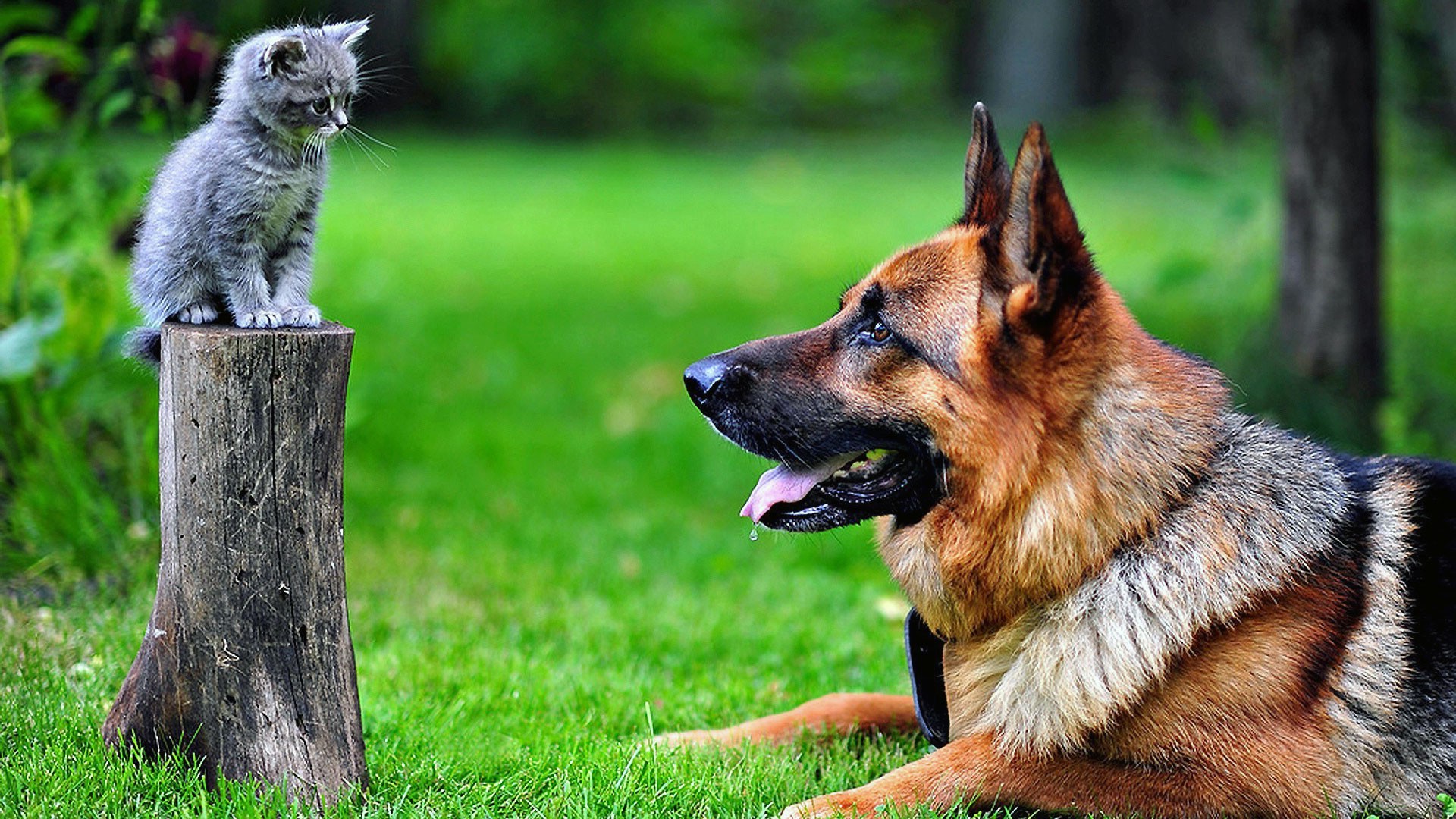 how do german shepherds get along with cats