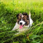 Australian Shepherd Vs Border Collie