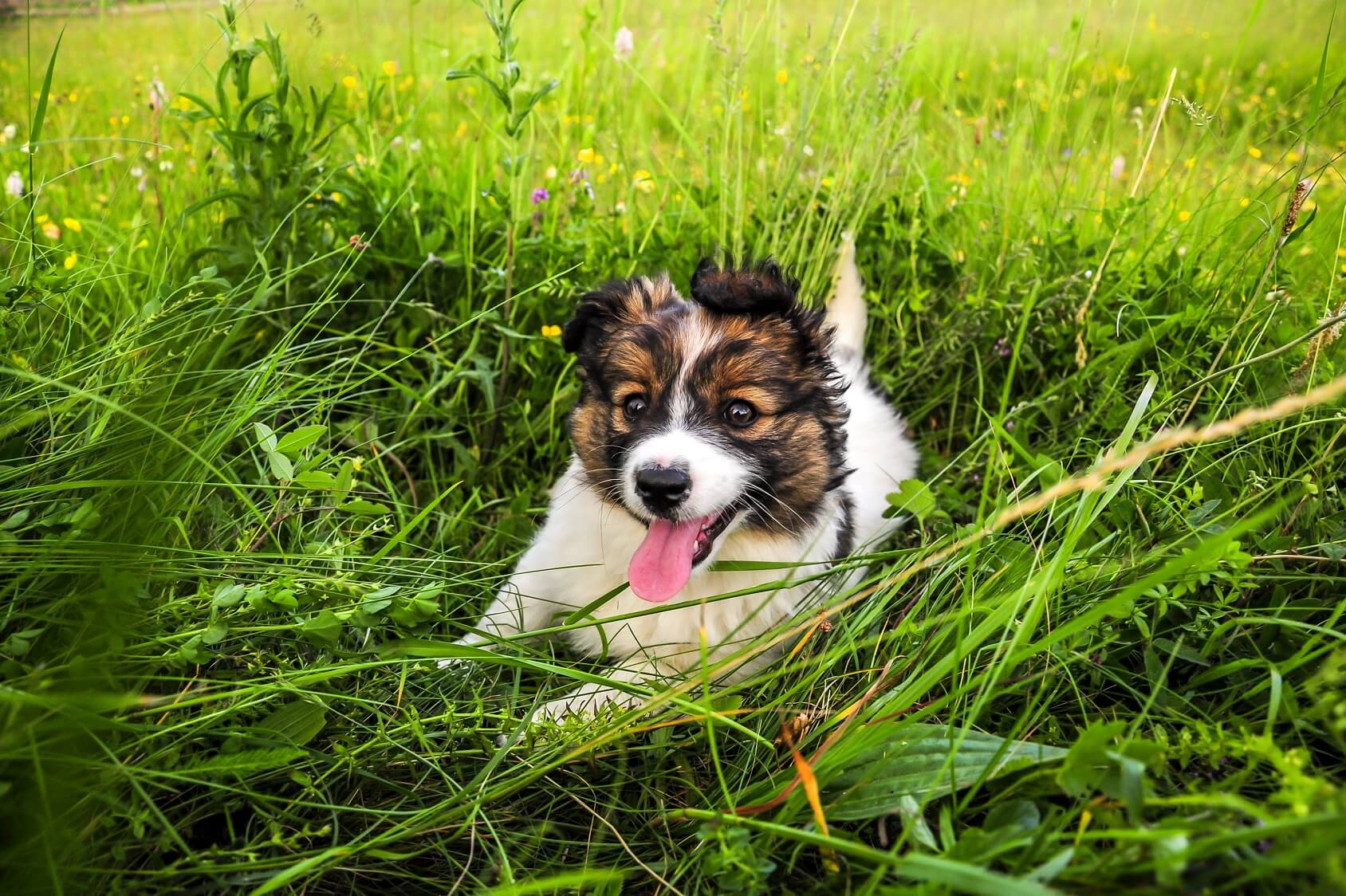 Australian Shepherd Vs Border Collie