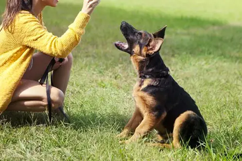 Basic Obedience Training Methods For German Shepherds