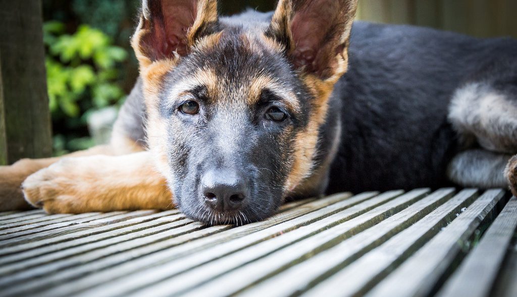 Best Way to Potty-Train a German Shepherd Puppy - Image By doghint