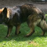 Blue Panda German Shepherds