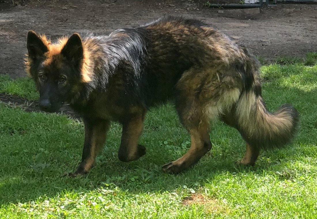 Blue Panda German Shepherds