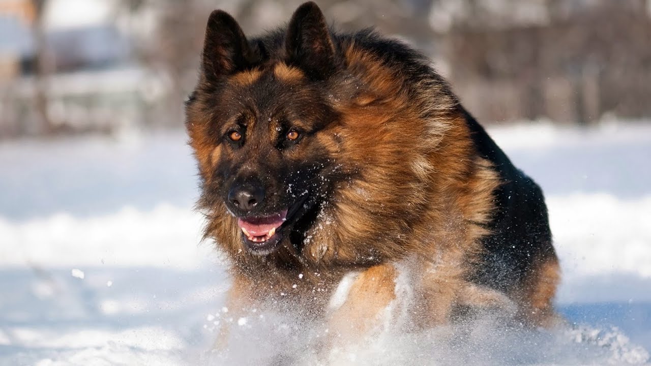 Coat types and shedding