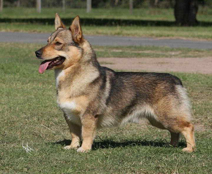 Corgi German Shepherd Mix appearace - Image By petsidi