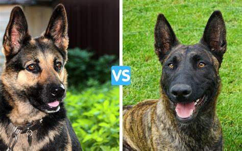 Difference between a Dutch and German shepherd - Image By Allshepherd