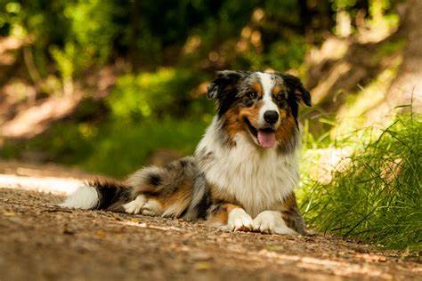 Differences Between Australian Shepherd And Border Collie - Imge By perfectdogbreeds