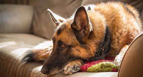 Tips on Dealing with German Shepherd Shedding