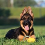 Do German shepherd's ears stand up naturally