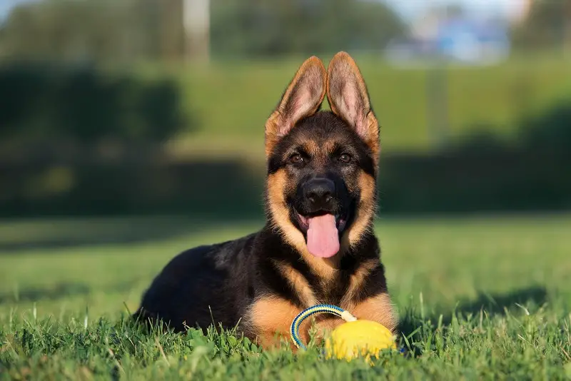 Do German shepherd's ears stand up naturally