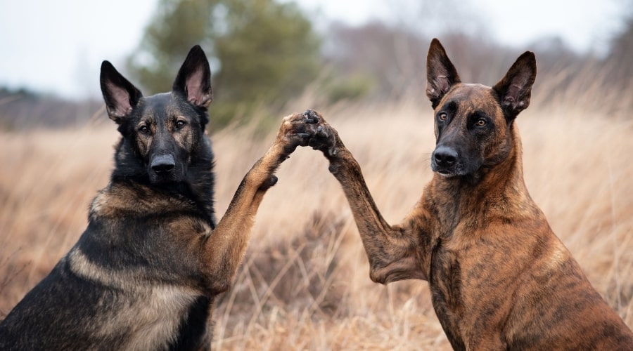 Dutch Shepherd vs German Shepherd