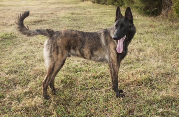 Dutch shepherd