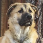 German Shepherd Great Pyrenees Mix 2021