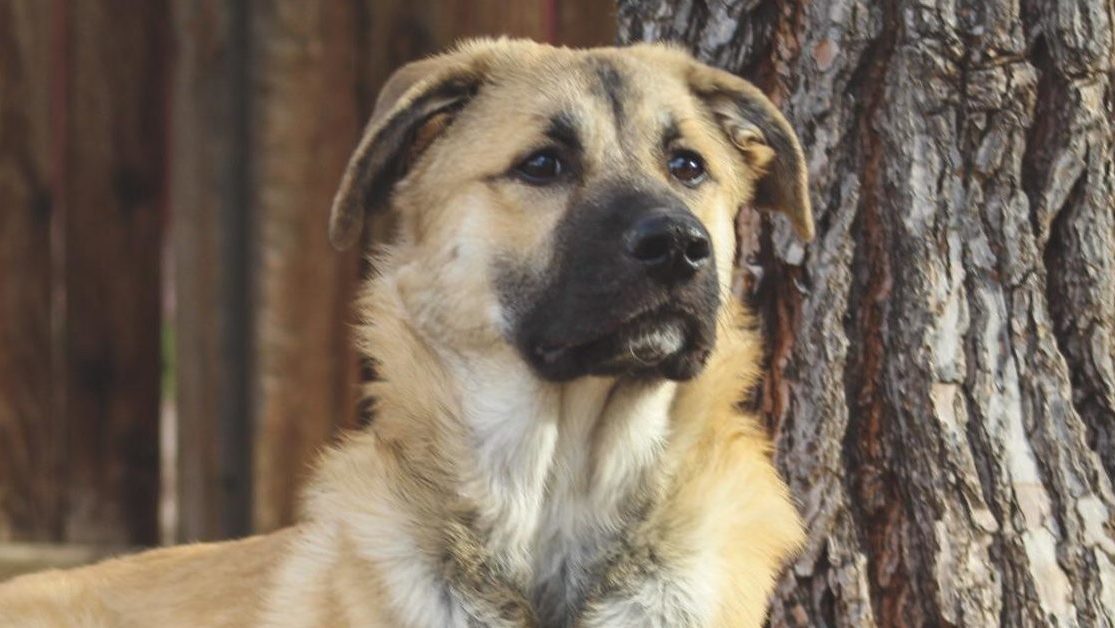 German Shepherd Great Pyrenees Mix 2021