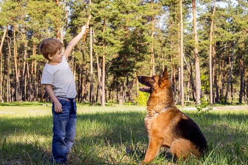 German Shepherds As Working Dogs