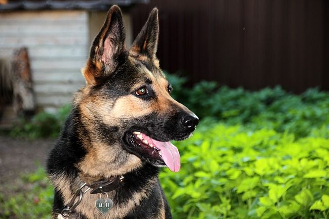 German Shepherd's Life Expectancy -Image By howtotrainthedog