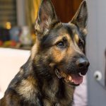 German Shepherds Shedding - Image By playbarkrun