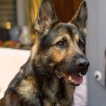 German Shepherds Shedding - Image By playbarkrun