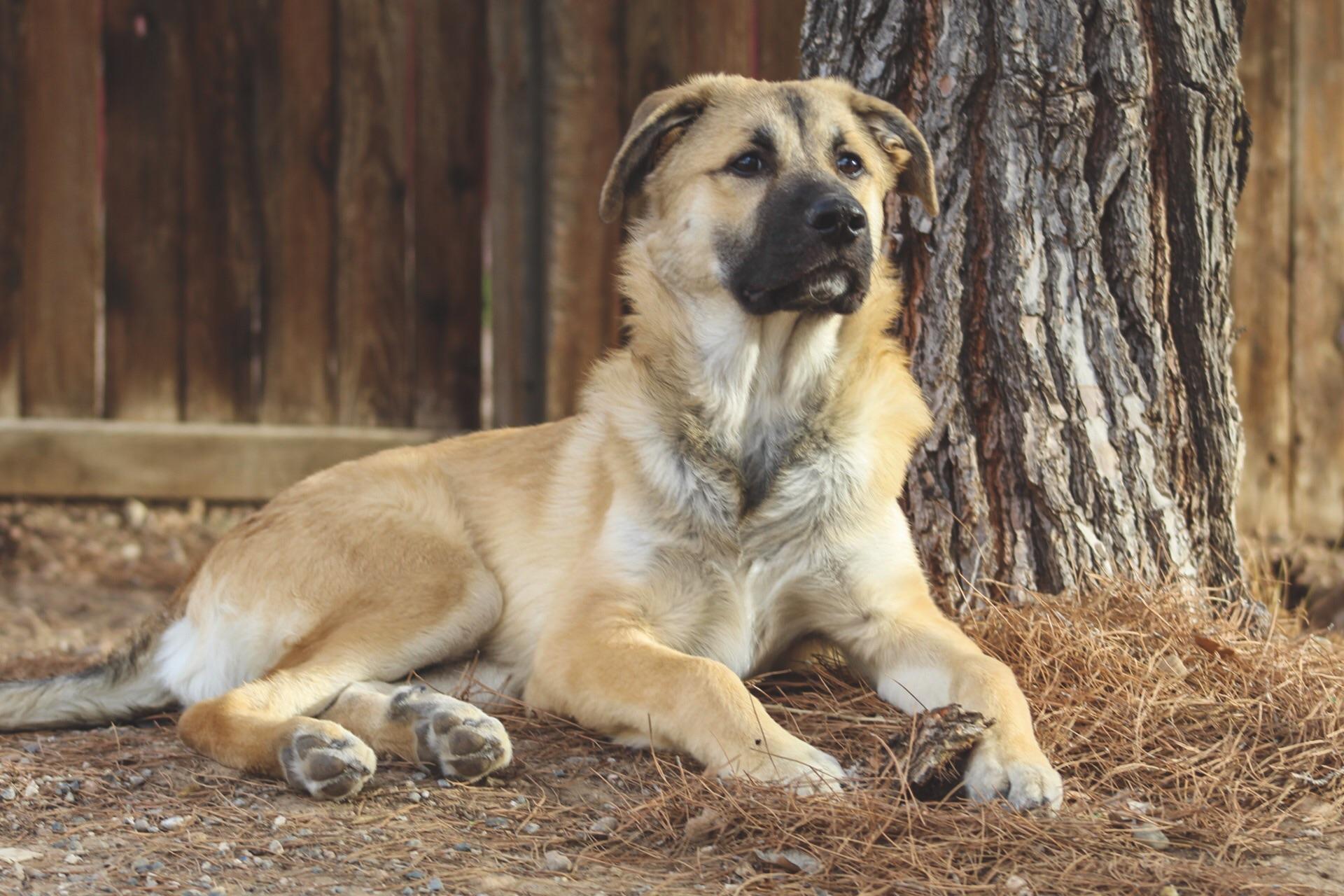 Great Pyrenees German shepherd Mix