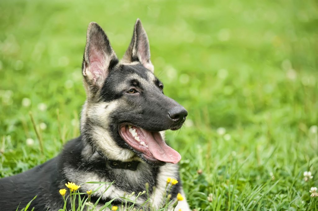 History of Irish wolfhound and German shepherd Mix - Image By mixgermanshepherd