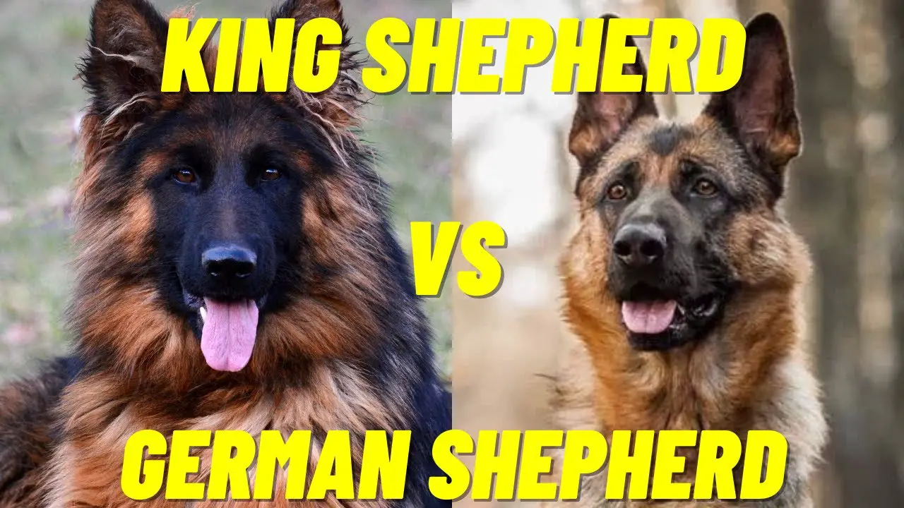 How Are German Shepherds and King Shepherds Similar