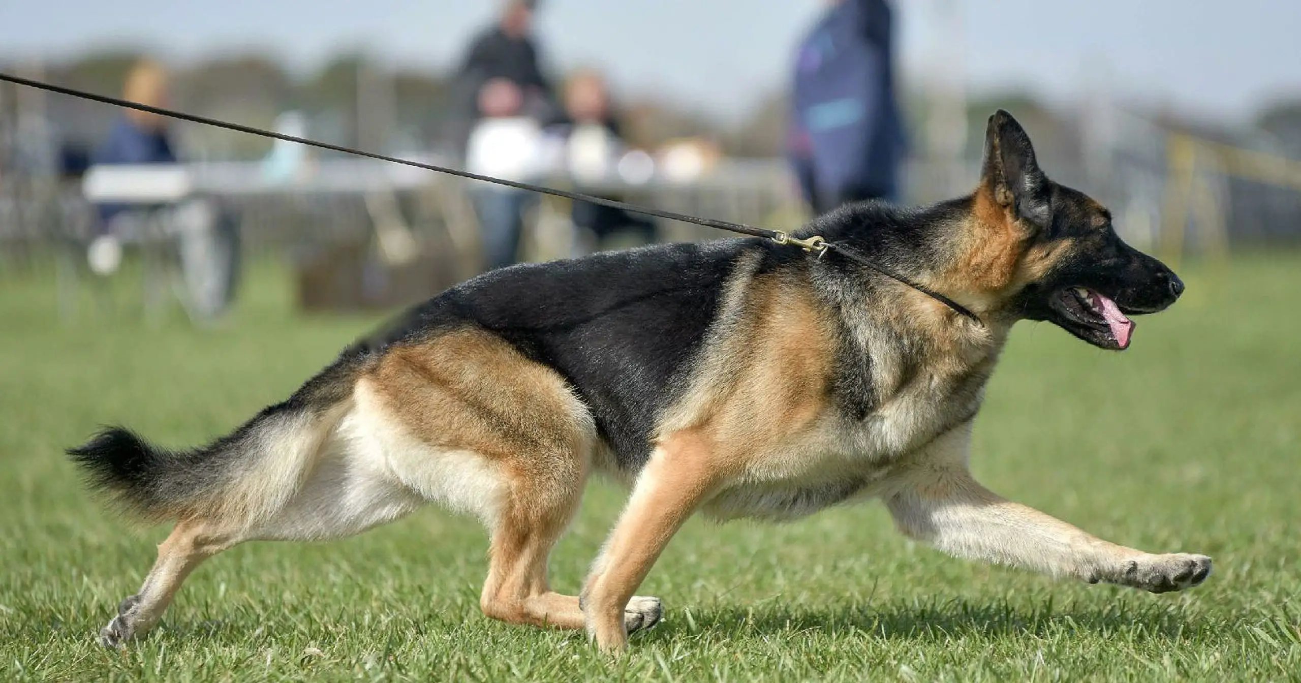 How Much Exercise Does A German Shepherd Need Each Day - Image By USA Today