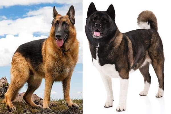 How To Care For An Akita German Shepherd Mix